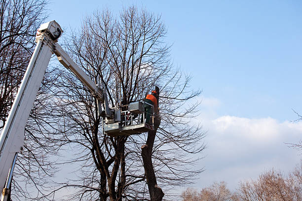 Knik Fairview, AK Tree Care Company